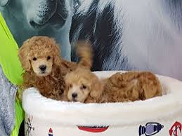 Toy Poodle Ucretli Sahiplendirme Toy Poodle Ucretli Sahiplendirme Kopek Kopekseverler Kopeksahiplendirme Kopekyavrusu Poodle Evcil Hayvanlar Kopek