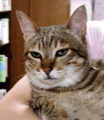 猫は邪魔もする: 虎猫の気まぐれシネマ日記