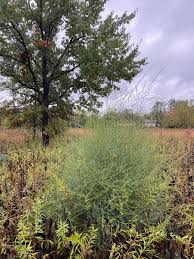 wild asparagus (Asparagus officinalis) · iNaturalist