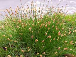Image result for Eleocharis naumanniana
