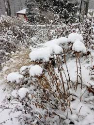 Maybe you would like to learn more about one of these? Protect Your Plants Through Cold Winter Triblive Com