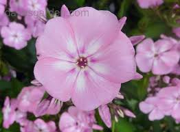 Image result for Phlox paniculata `Sweet Summer`