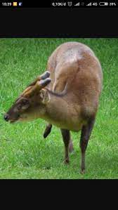 We offer great english lessons that help you become better at en. What Is The Difference Between Kijang And Rusa Kijang Vs Rusa Hinative