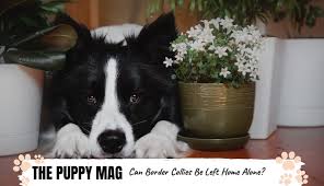 Your border collie should already have a good concept of the basics, and learning these tricks should be fairly easy for him. Can You Leave A Border Collie Home Alone Important Advice The Puppy Mag