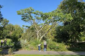 Image result for Zanthoxylum delagoense