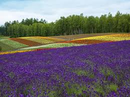 The holland sea of flowers in full bloom. The World S Top 5 Destinations For Spring Flowers Booking Com
