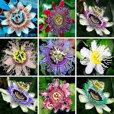 U Pick 2 Passiflora Passion Fruit Vine 18 Different Varieties Etsy Flower Seeds Passion Fruit Plant Flowers Perennials