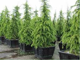 Himalaya Zeder Cedrus Deodara Gunstig Online Kaufen Garten Pflanzen Pflanzen Pflanzen Bestellen