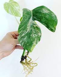 As all monstera plants this this product is a cutting of a monstera albo variegata plant. Variegated Monstera 7 Crucial Care Tips For Thriving Plants