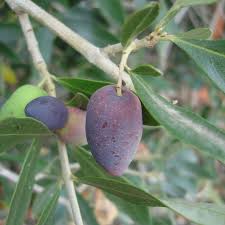 Kalamata Olives Olive Tree Potted Olive Tree Kalamata Olives