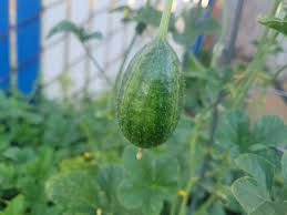Image result for Cucumis zeyheri