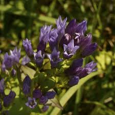 Image result for Gentianaceae