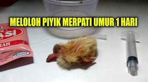 Makanan burung merpati selain jagung biar tambah sehatподробнее. Piyik Baru Menetas Cara Meloloh Piyik Merpati Umur 1 Hari Youtube