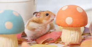 Can Hamsters Eat Mushrooms Are They Good Or Bad For Them