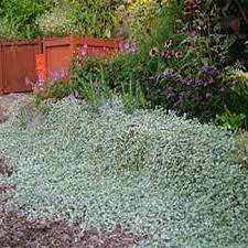 30m 0.012mm thick mulch film silver black plastic mulch agriculture ground cover film frost protection greenhouse keep warm weed control. Fresh 25 Seeds Dichondra Silver Falls Ground Cover Seed Garden Outdoors Outdoor Plants Tennesseegreenac Com