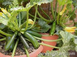This is the time of year when they've halted active growth and have hunkered down for the cold weather. Astia Container Zucchini Renee S Garden Seeds