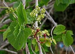 Image result for Cissus cucumerifolia