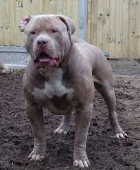 The xl/xxl american bully is a happy, outgoing stable and very confident dog. Powerchain Kennels American Xl Bullys Home Facebook