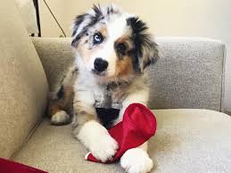 We did not find results for: Australian Shepherd Puppies For Sale Near Me Buy Australian Shepherd Puppies Australian Sh Australian Shepherd Australian Shepherd Puppies Shepherd Puppies