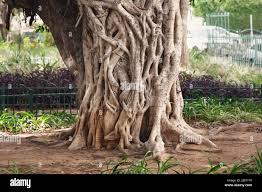 Image result for Ficus chirindensis