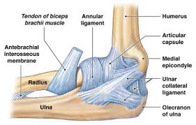The elbow is a hinge joint composed of two articulations: Have Elbow Pain This Is Your 4 Step Guide To Fixing It Legion Athletics