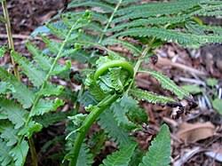 Image result for Pneumatopteris unita