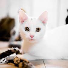 Beim spielen ist sie lebendiger als manche junge katze. Pin Auf Katze Adoptieren Aus Dem Tierheim