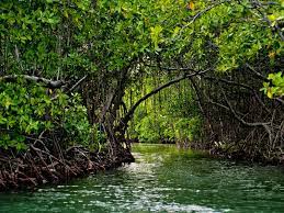 Check spelling or type a new query. Hurricanes Hit Puerto Rico S Mangroves Harder Than Florida S Repeating Islands