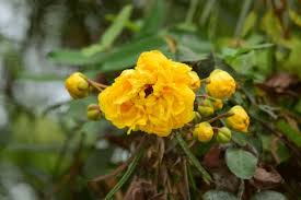 Image result for Bixaceae