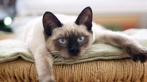 Get a ragdoll, bengal, siamese and more on kijiji, canada's #1 local classifieds. Siamese Price Personality Lifespan