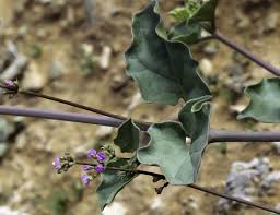 Image result for Commicarpus helenae