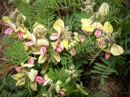 Image result for Tephrosia dasyphylla