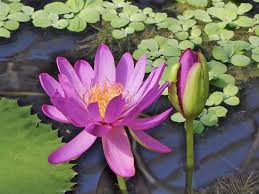Florist in goring, west sussex, united kingdom. Rainy Season Flowers For Garden Boldsky Com