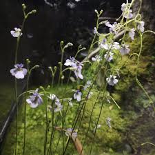 Image result for Genlisea