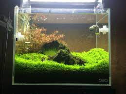 Ada 30cm Aquascape Design Betta Aquarium Aquascape Aquarium