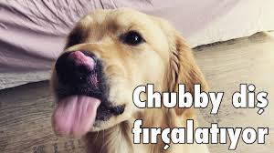 Chubby Dis Fircalatiyor Kopek Dis Fircalama Rutini Youtube