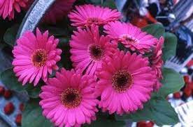 Http Www Ngb Org Year Of Index Cfm National Garden Bereau Royal Prime Neon Violet Gerbera Gerbera Gerbera Daisy Annual Plants