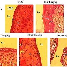 Image result for Physostigma mesoponticum
