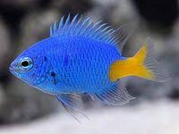 Photos Of Damselfishes Family Pomacentridae In 2020 Tropical Fish Aquarium Sea Fish Marine Fish