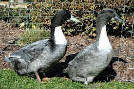 Swedish ducks are regularly compared to the body type of cayugas and orpingtons, however swedish should have shorter bodies with more width compared to what is seen in those two breeds. Blue Swedish Ducklings Purely Poultry