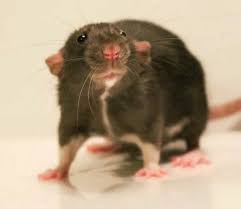 I Like The Little White Stripe Cute Rats Cute Animals Pet Rats