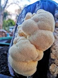 · sisal or other inexpensive twine, or large rubber bands. How To Grow Lion S Mane Step By Step Online Guide