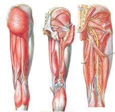 Neurovasculature of the hip and the thigh. Bulk Posterior Lower Limb Anatomy Diagram Quizlet