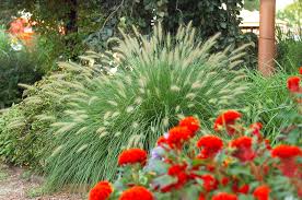 Ornamental grasses typically have either a spreading habit or a clumping habit. Prettiest Ornamental Grasses To Plant In Your Landscape Better Homes Gardens