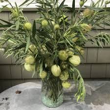 Maybe you would like to learn more about one of these? Hairy Balls A Different Kind Of Milkweed