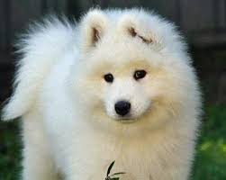 萨摩亚独立国（英语：the independent state of samoa），简称萨摩亚，原名西萨摩亚，位于太平洋南部，萨摩亚群岛西部，由乌波卢（upolu）、萨瓦伊（savaii）两个主岛和附近的马诺诺、阿波利马、努乌泰雷、努乌卢瓦、纳木瓦、法努瓦塔普、努乌萨菲埃、努乌洛帕等八个小岛（manono、apolima、nuutele、nuulua. æ²'äº‹åˆ¥æƒ¹è–©æ'©è€¶çŠ¬ç‰ æŽ‰çš„æ¯›æœƒæ·¹æ­»ä½  éµç›¤å¤§æª¸æª¬ Ettodayæ–°èžé›²