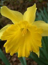 Daffodil Time 2011 23 Amazing Flowers Daffodils Types Of Flowers