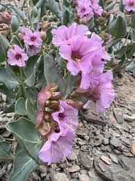 Image result for Mirabilis