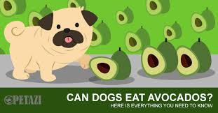 Young kittens, seniors and cats with health problems could be more seriously affected. Can Dogs Eat Avocado Are Avocados Bad For Dogs A Definitive Guide