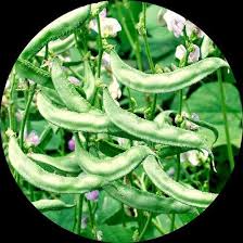 Image result for Dolichos